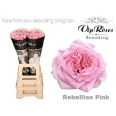 RK-RUŽE VH REBELION PINK