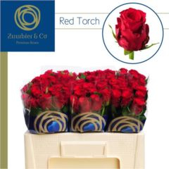 RK-RUŽE VH RED TORCH 50