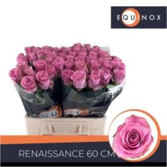 RK-RUŽE VH RENAISSANCE 60