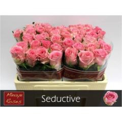 RK-RUŽE VH SEDUCTIVE 50