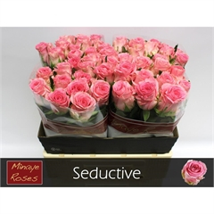 RK-RUŽE VH SEDUCTIVE 60