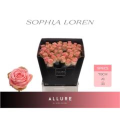 RK-RŮŽE VH SOPHIA LOREN 70