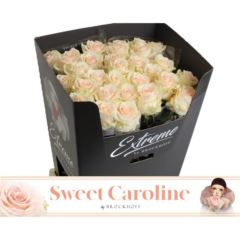 RK-RUŽE VH SWEET CAROLINE 80