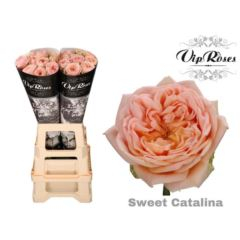 RK-RUŽE VH SWEET CATALINA