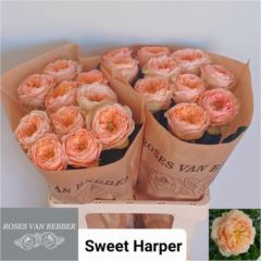 RK-RUŽE VH SWEET HARPER