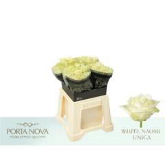 RK-RUŽE VH WHITE NAOMI 40