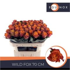 RK-RUŽE VH WILDFOX 70