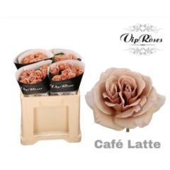 RK-RŮŽE VH CAFE LATTE