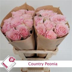RK-RUŽE VH COUNTRY PEONIA