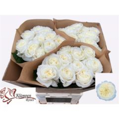 RK-RUŽE VH CHIC WHITE