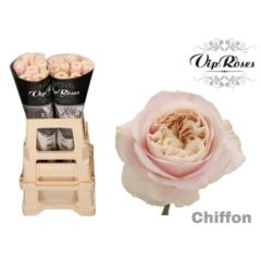 RK-RUŽE VH CHIFFON