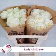 RK-RUŽE VH LADY LINDSEY