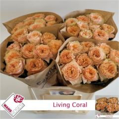 RK-RUŽE VH LIVING CORAL