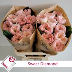 RK-RUŽE VH SWEET DIAMOND