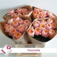 RK-RUŽE VH VUVUZELA