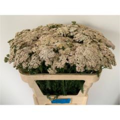 RK ACHILLEA BÍLÁ