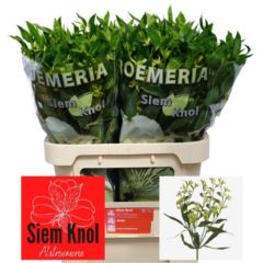 RK ALSTROMERIA ZELENÁ
