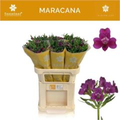 RK ALSTROMERIA PURPLE