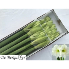 RK AMARYLLIS BÍLÝ