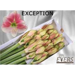 RK AMARYLLIS BÍLO-RŮŽOVÝ