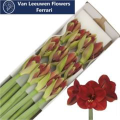 RK AMARYLLIS FERRARI