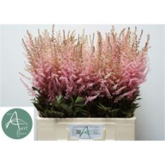 RK ASTILBE RŮŽOVÁ