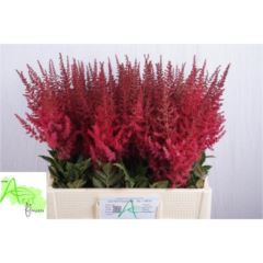 RK ASTILBE ČERVENÁ