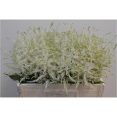RK ASTILBE BÍLÁ