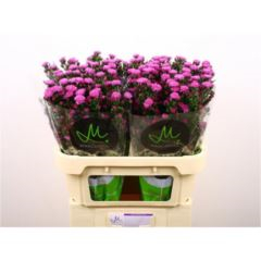 RK ASTER CERISE
