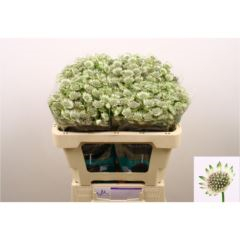 RK ASTRANTIA BILLION STAR