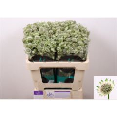 RK ASTRANTIA MILION STAR