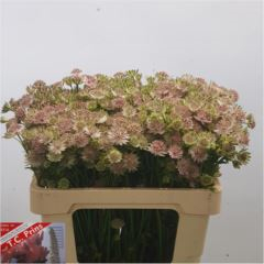RK ASTRANTIA SVTĚLE RŮŽOVÁ