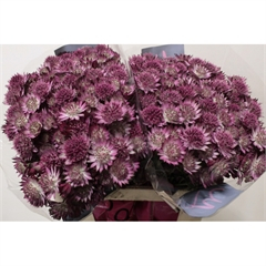 RK ASTRANTIA TMAVĚ RŮŽOVÁ