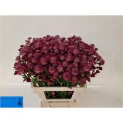 RK ASTRANTIA ČERVENÁ
