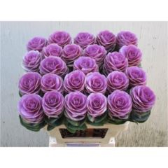 RK BRASS BRIGHT ROSE