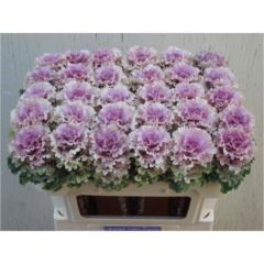 RK BRASS CRANE RUFFLE ROSE