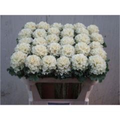 RK BRASS CRANE RUFFLE WHITE