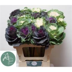 RK BRASS GEMENGD