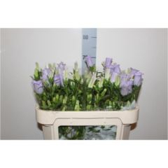 RK CAMPANULA MILKA