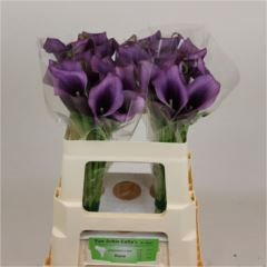 RK CALLA PURPLE
