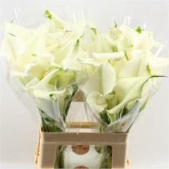 RK CALLA CRYSTAL BLUSH