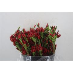 RK CAPSICUM ČERVENÉ