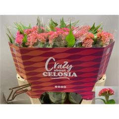 RK CELOSIA RŮŽOVÁ