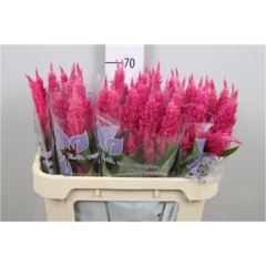 RK CELOSIA PLUMOSA RŮŽOVÁ