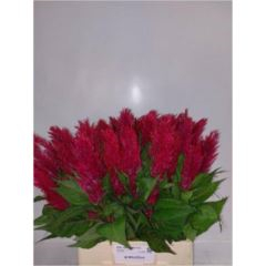 RK CELOSIA PLUMOSA CERISE