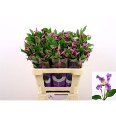 RK CLEMATIS MILKA