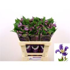 RK CLEMATIS MODRÝ