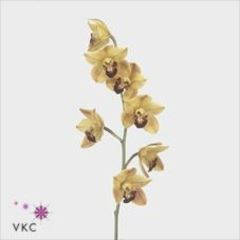 RK CYMBIDIUM 10 ŽLUTÉ