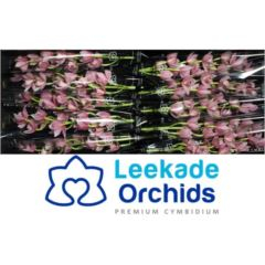 RK CYMBIDIUM 10 RŮŽOVÉ