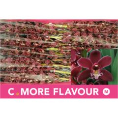 RK CYMBIDIUM 10 HNĚDÉ